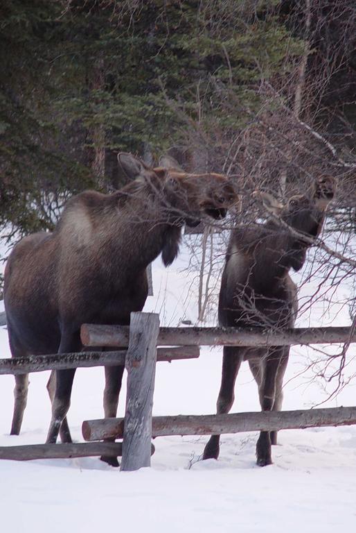 Hart D Ranch Villa Slana Dış mekan fotoğraf