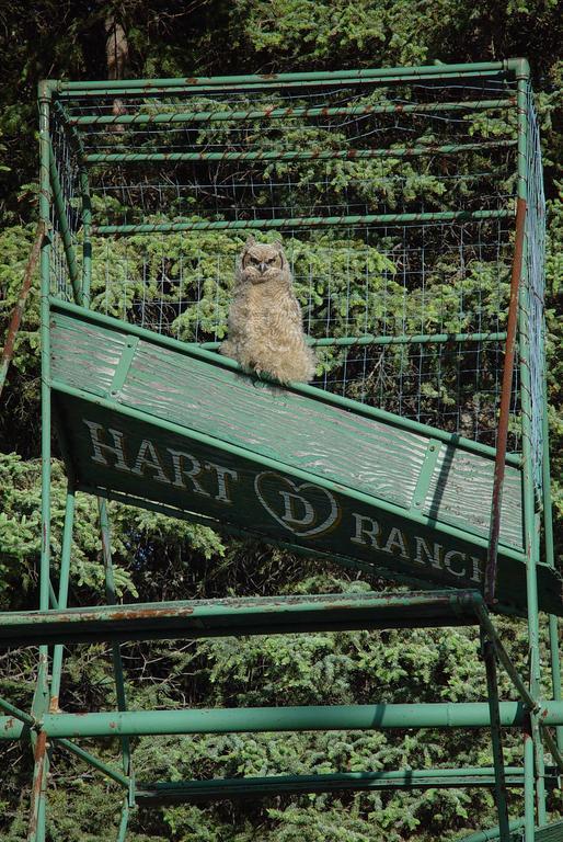 Hart D Ranch Villa Slana Dış mekan fotoğraf